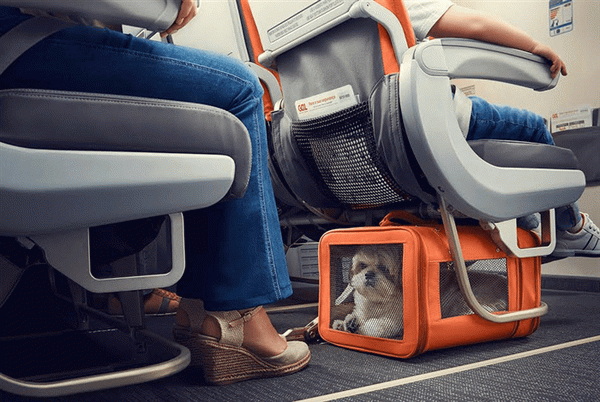 Собаки в самолете