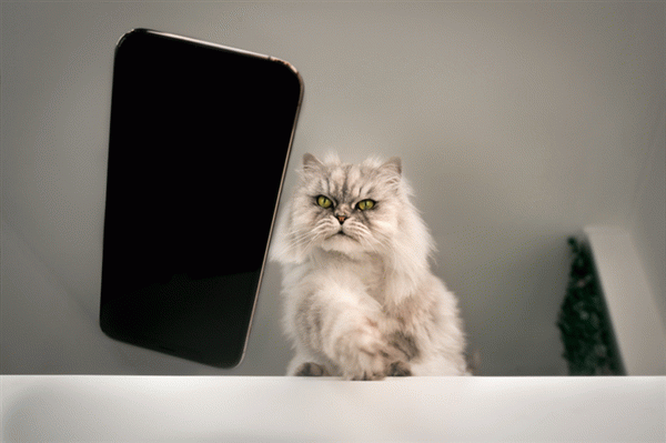 Все знают, что кошки любят сбивать вещи со столов. Это может быть смартфон